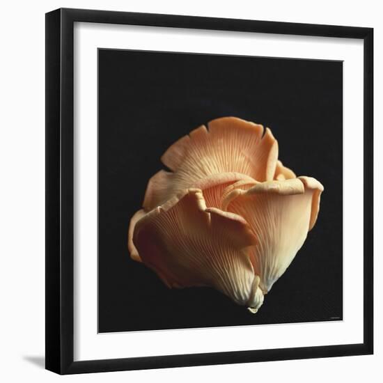 Oyster Mushrooms-Michael Paul-Framed Photographic Print