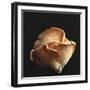 Oyster Mushrooms-Michael Paul-Framed Photographic Print