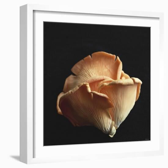 Oyster Mushrooms-Michael Paul-Framed Photographic Print