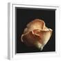 Oyster Mushrooms-Michael Paul-Framed Photographic Print