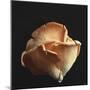 Oyster Mushrooms-Michael Paul-Mounted Photographic Print