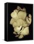Oyster Mushrooms-Susan S. Barmon-Framed Stretched Canvas