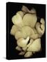 Oyster Mushrooms-Susan S. Barmon-Stretched Canvas