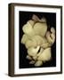 Oyster Mushrooms-Susan S. Barmon-Framed Giclee Print
