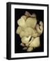 Oyster Mushrooms-Susan S. Barmon-Framed Giclee Print