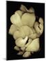 Oyster Mushrooms-Susan S. Barmon-Mounted Giclee Print