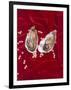 Oyster Shell and Pearls-null-Framed Photographic Print