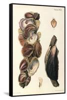 Oyster Shells, 1870-null-Framed Stretched Canvas