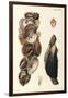 Oyster Shells, 1870-null-Framed Giclee Print