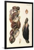 Oyster Shells, 1870-null-Framed Giclee Print