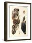 Oyster Shells, 1870-null-Framed Premium Giclee Print