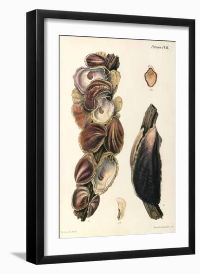 Oyster Shells, 1870-null-Framed Giclee Print