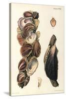 Oyster Shells, 1870-null-Stretched Canvas