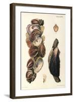 Oyster Shells, 1870-null-Framed Giclee Print