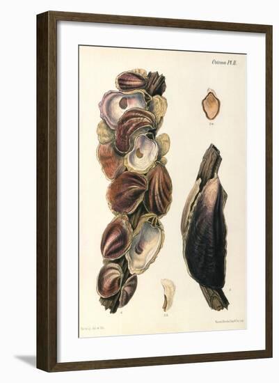 Oyster Shells, 1870-null-Framed Giclee Print