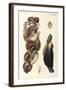 Oyster Shells, 1870-null-Framed Giclee Print