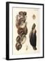 Oyster Shells, 1870-null-Framed Giclee Print