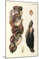 Oyster Shells, 1870-null-Mounted Giclee Print