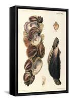 Oyster Shells, 1870-null-Framed Stretched Canvas