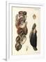 Oyster Shells, 1870-null-Framed Giclee Print