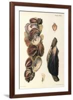 Oyster Shells, 1870-null-Framed Giclee Print