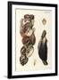 Oyster Shells, 1870-null-Framed Giclee Print