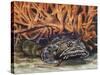 Oyster Toadfish or Ugly Toad (Opsanus Tau), Batrachoididae-null-Stretched Canvas