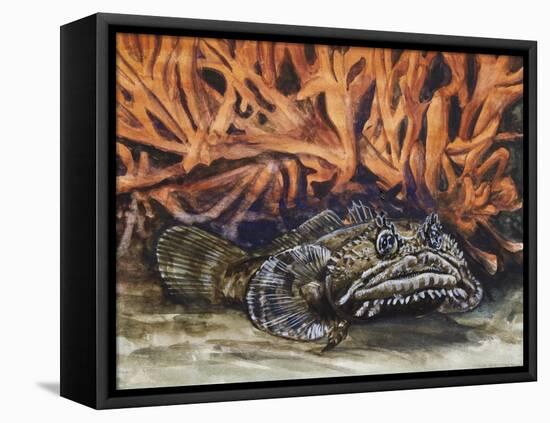 Oyster Toadfish or Ugly Toad (Opsanus Tau), Batrachoididae-null-Framed Stretched Canvas