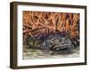 Oyster Toadfish or Ugly Toad (Opsanus Tau), Batrachoididae-null-Framed Giclee Print