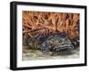 Oyster Toadfish or Ugly Toad (Opsanus Tau), Batrachoididae-null-Framed Giclee Print