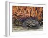 Oyster Toadfish or Ugly Toad (Opsanus Tau), Batrachoididae-null-Framed Giclee Print