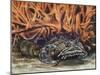 Oyster Toadfish or Ugly Toad (Opsanus Tau), Batrachoididae-null-Mounted Giclee Print