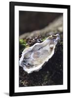 Oyster-Veronique Leplat-Framed Photographic Print