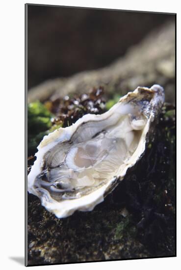 Oyster-Veronique Leplat-Mounted Photographic Print