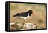 Oystercatcher Calling Out to Mark Territory-null-Framed Stretched Canvas