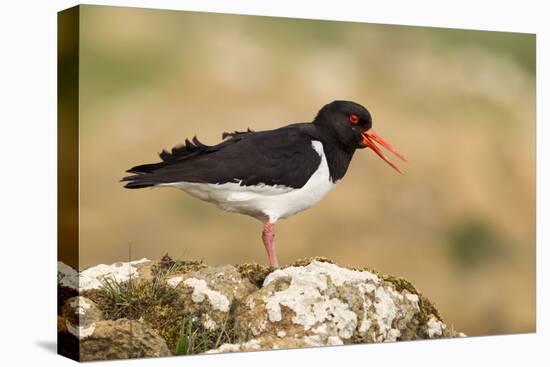 Oystercatcher Calling Out to Mark Territory-null-Stretched Canvas