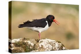 Oystercatcher Calling Out to Mark Territory-null-Stretched Canvas