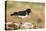 Oystercatcher Calling Out to Mark Territory-null-Stretched Canvas