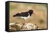 Oystercatcher Calling Out to Mark Territory-null-Framed Stretched Canvas