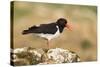 Oystercatcher Calling Out to Mark Territory-null-Stretched Canvas