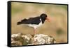 Oystercatcher Calling Out to Mark Territory-null-Framed Stretched Canvas