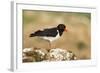 Oystercatcher Calling Out to Mark Territory-null-Framed Photographic Print