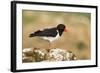 Oystercatcher Calling Out to Mark Territory-null-Framed Photographic Print