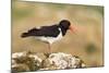 Oystercatcher Calling Out to Mark Territory-null-Mounted Photographic Print