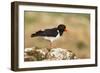 Oystercatcher Calling Out to Mark Territory-null-Framed Photographic Print