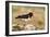 Oystercatcher Calling Out to Mark Territory-null-Framed Photographic Print