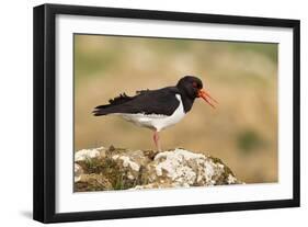 Oystercatcher Calling Out to Mark Territory-null-Framed Photographic Print