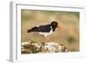 Oystercatcher Calling Out to Mark Territory-null-Framed Photographic Print