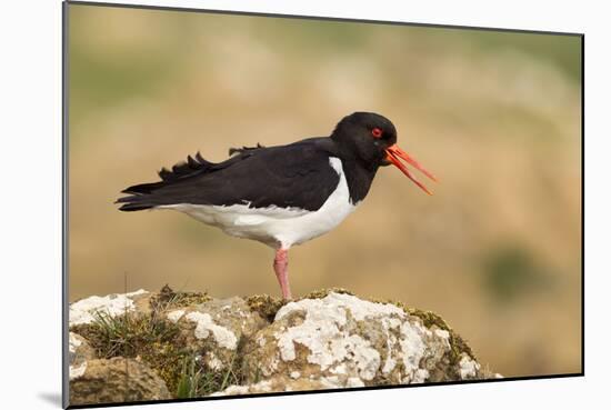 Oystercatcher Calling Out to Mark Territory-null-Mounted Photographic Print