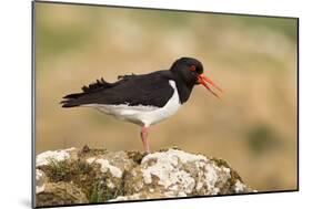 Oystercatcher Calling Out to Mark Territory-null-Mounted Photographic Print
